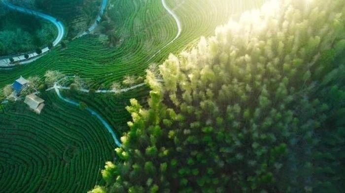 关于浙江畲乡千年禅茶何以历久弥新?的内容