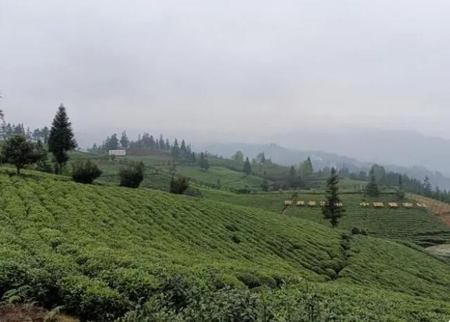 关于普安县联盟村：茶产业变成“金饭碗”的相关内容