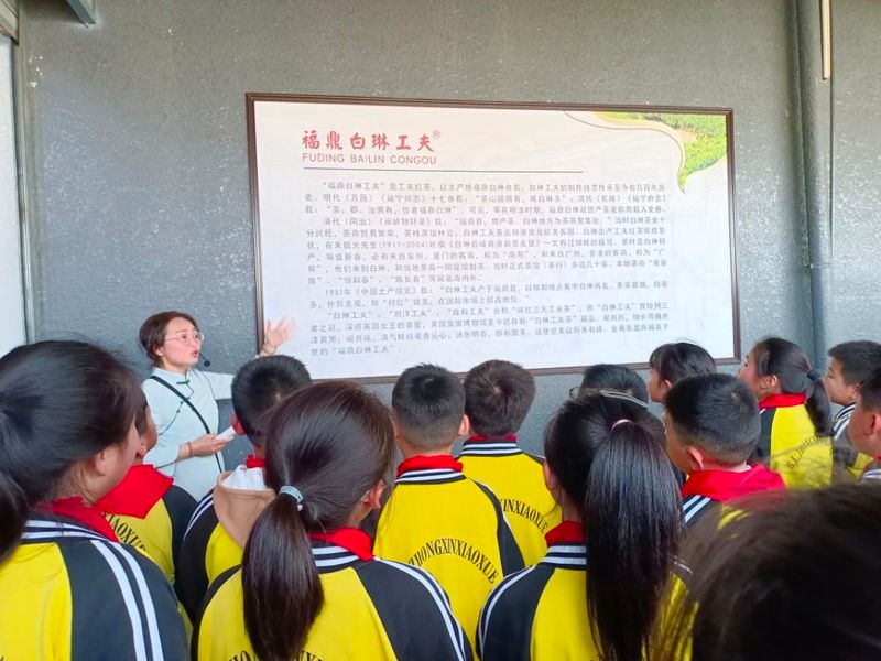 有关于茶文化"六进"白琳中心小学开展茶旅研学活动的信息(1)