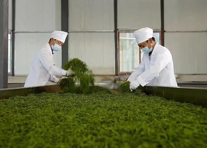 有关于牛孔镇：做好茶文章 沏出振兴路的消息(1)