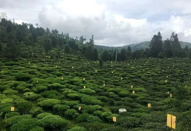 有关于牛孔镇：做好茶文章 沏出振兴路的消息(5)