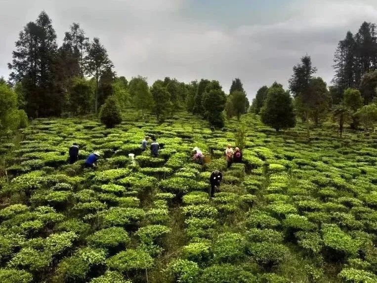 有关于牛孔镇：做好茶文章 沏出振兴路的消息