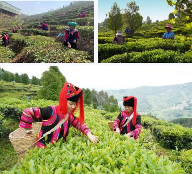 有关于牛孔镇：做好茶文章 沏出振兴路的消息(6)