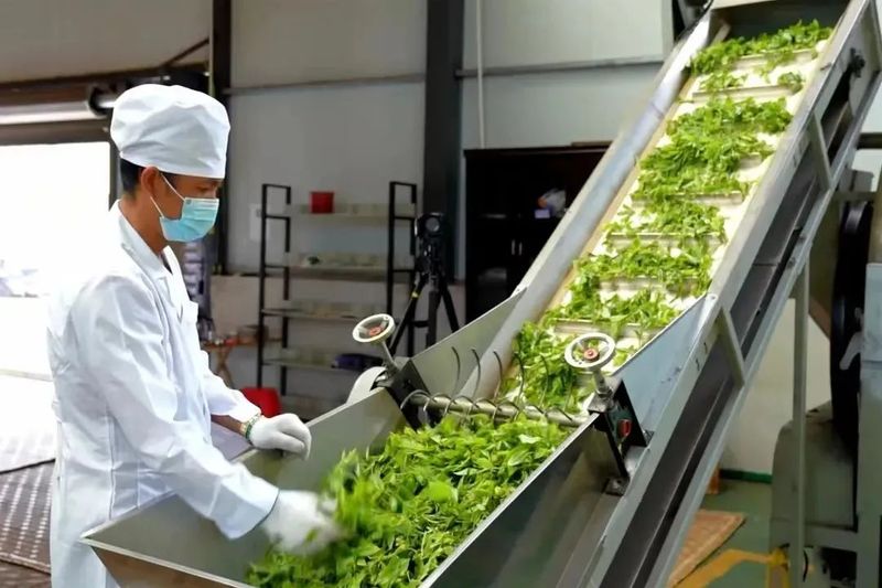 有关于牛孔镇：做好茶文章 沏出振兴路的消息(3)