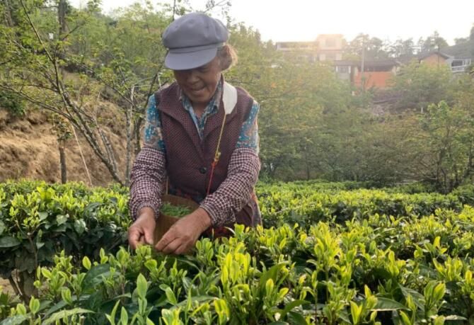 有关于凤庆春茶鲜叶集中上市 价格高于往年同期的消息