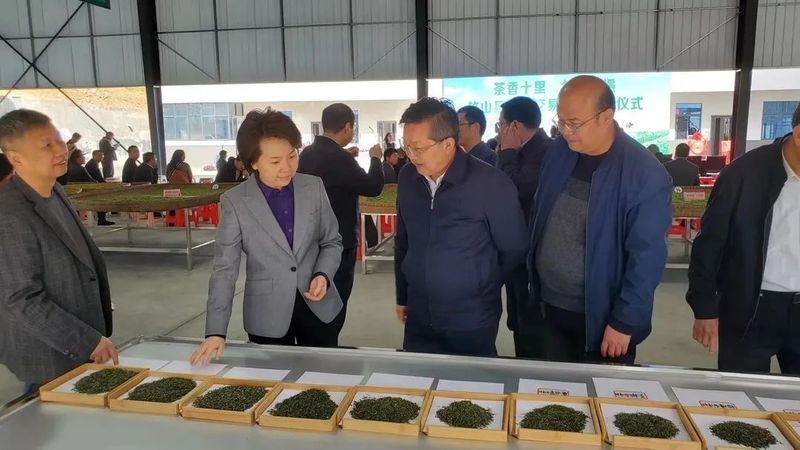 有关于曹明权深入房县、竹山县调研茶叶产业发展情况的最新消息