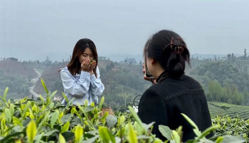 关于主流媒体和自媒体聚焦中国·沐川紫茶节的资讯(6)