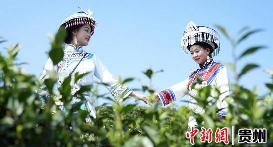 有关于贵州大方：6000亩雨冲白茶迎来春茶采摘黄金季的信息(2)