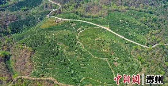 有关于贵州大方：6000亩雨冲白茶迎来春茶采摘黄金季的信息(1)