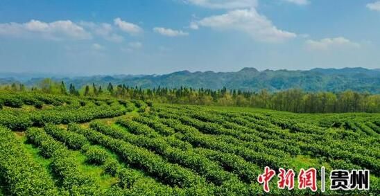 有关于贵州大方：6000亩雨冲白茶迎来春茶采摘黄金季的信息