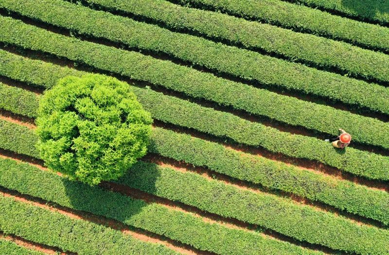 关于望城乌山:千亩春茶采摘正当时的相关内容(4)