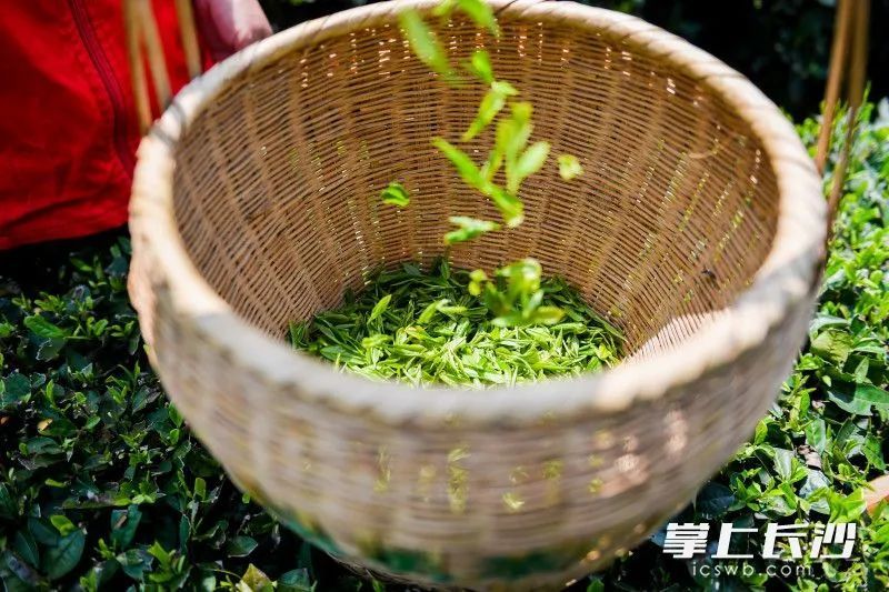 关于望城乌山:千亩春茶采摘正当时的相关内容