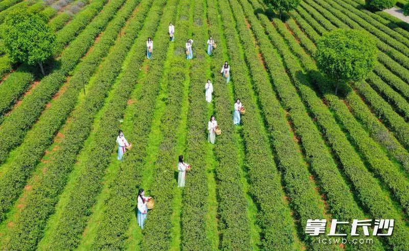 关于望城乌山:千亩春茶采摘正当时的相关内容(3)