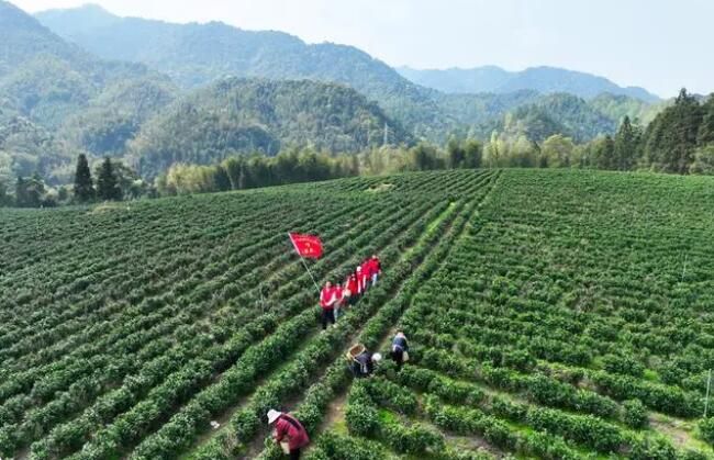 关于江西遂川：青年助农采茶忙的信息(1)