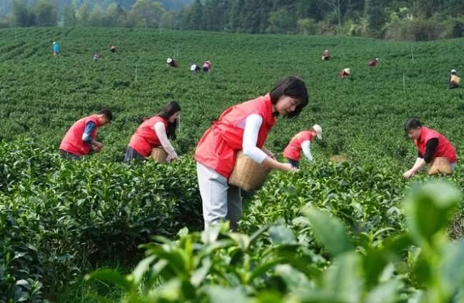 关于江西遂川：青年助农采茶忙的信息(3)