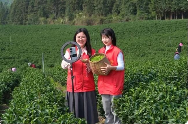 关于江西遂川：青年助农采茶忙的信息(2)
