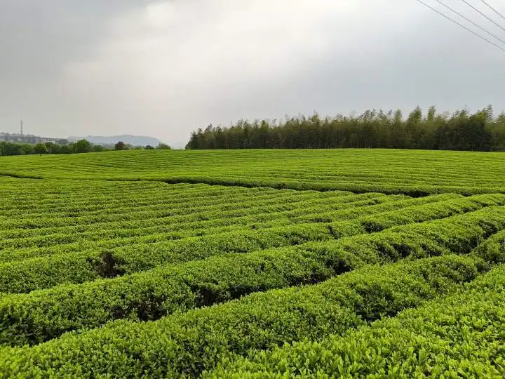 有关于上虞积极构建现代化茶叶体系的资讯