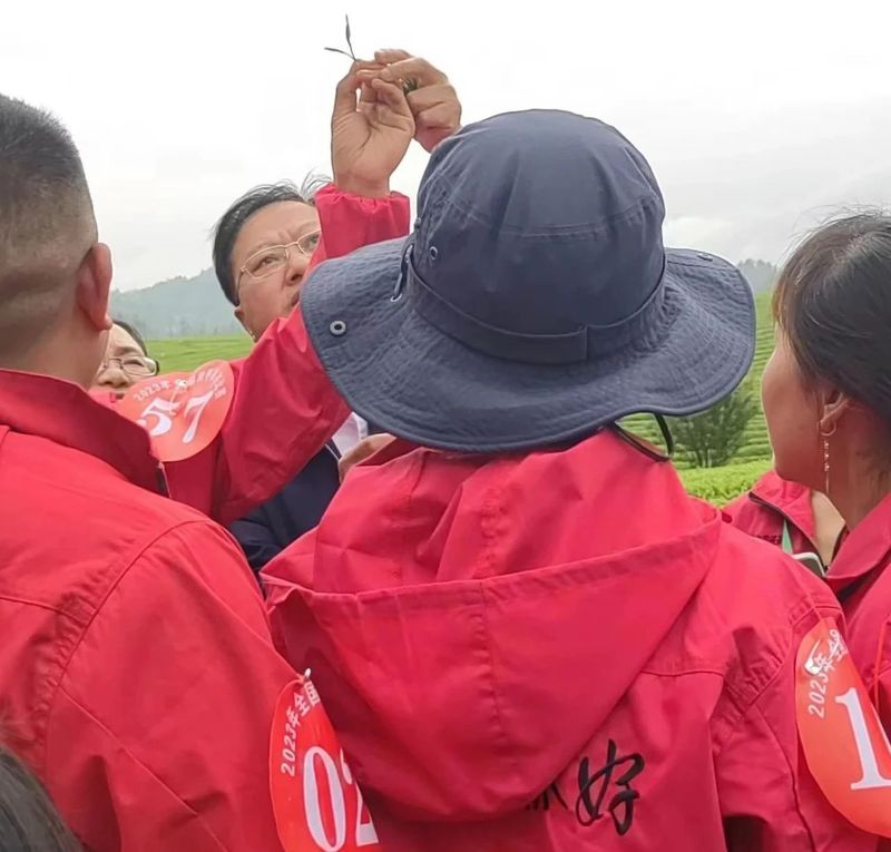 关于春茶飘香！直击2023全国双手采茶比赛现场的相关信息(2)