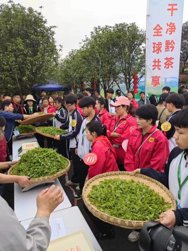 关于春茶飘香！直击2023全国双手采茶比赛现场的相关信息(9)