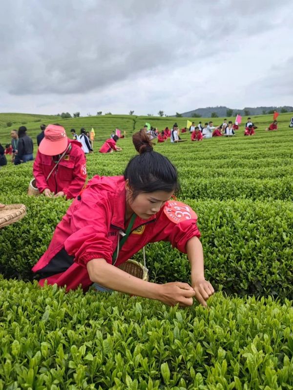 关于春茶飘香！直击2023全国双手采茶比赛现场的相关信息(4)