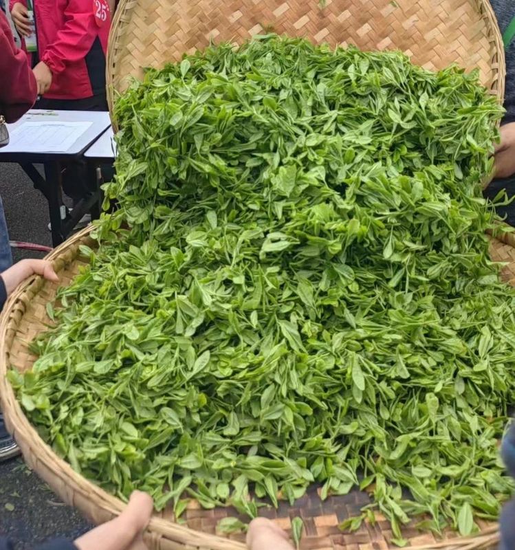 关于春茶飘香！直击2023全国双手采茶比赛现场的相关信息(10)