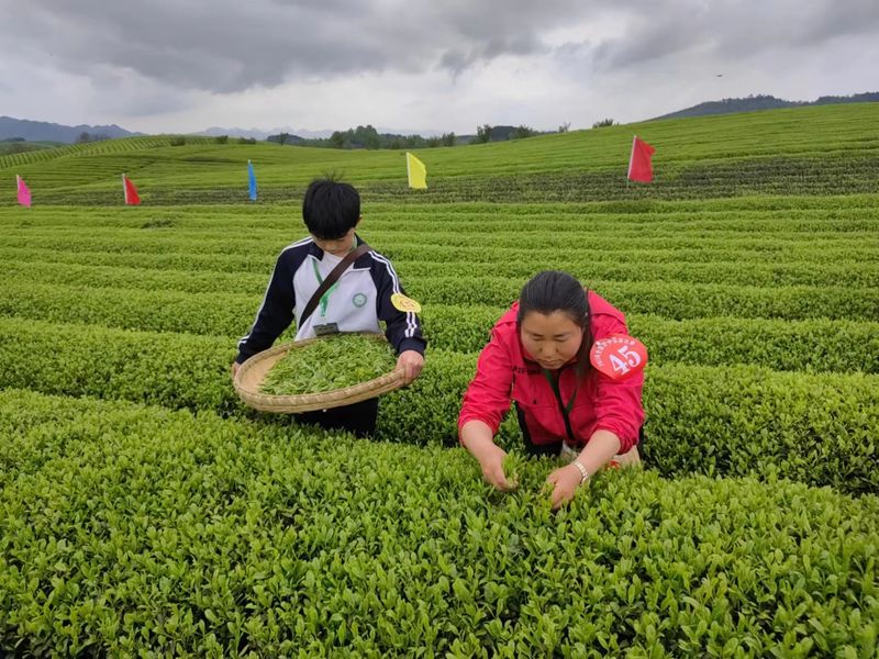 关于春茶飘香！直击2023全国双手采茶比赛现场的相关信息(7)