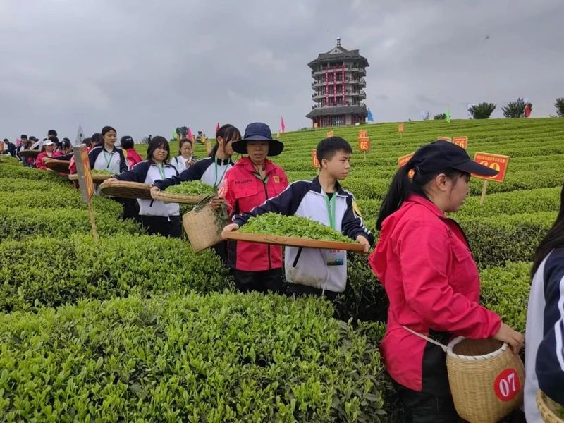 关于春茶飘香！直击2023全国双手采茶比赛现场的相关信息(8)