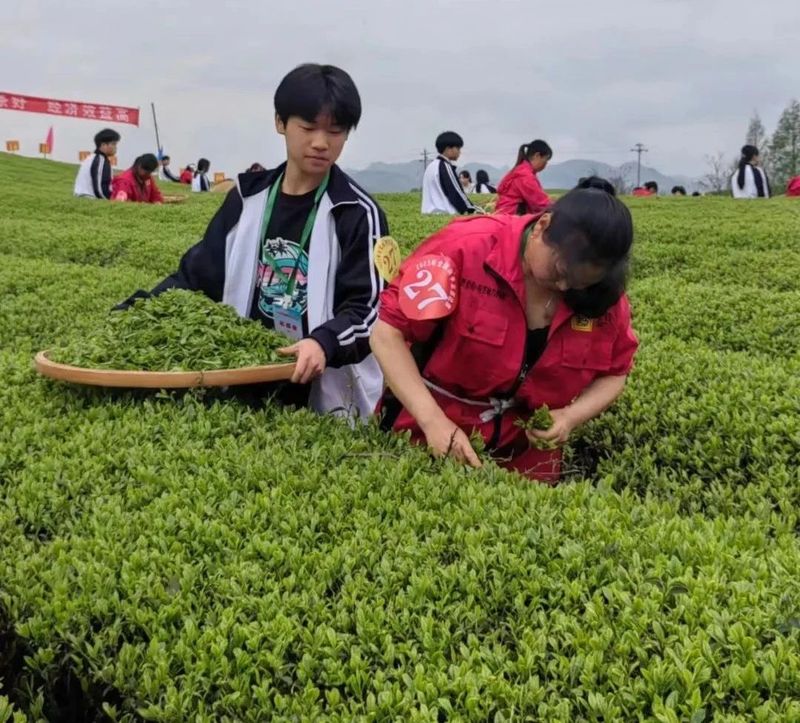 关于春茶飘香！直击2023全国双手采茶比赛现场的相关信息(6)