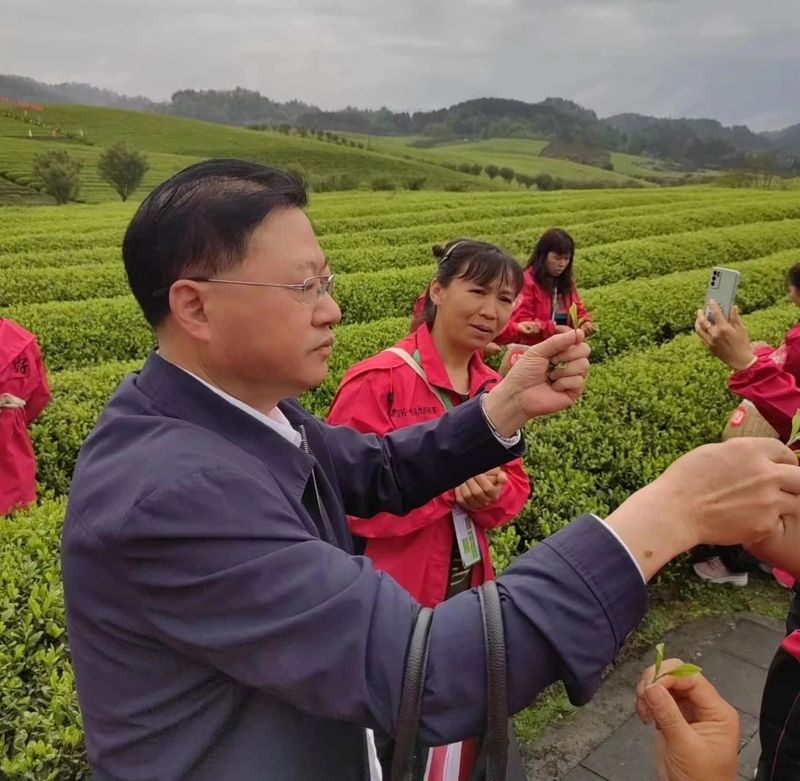 关于春茶飘香！直击2023全国双手采茶比赛现场的相关信息(1)