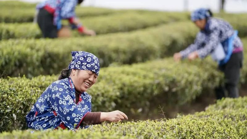 有关于“茶海园丁”：茶园变公园的消息(2)