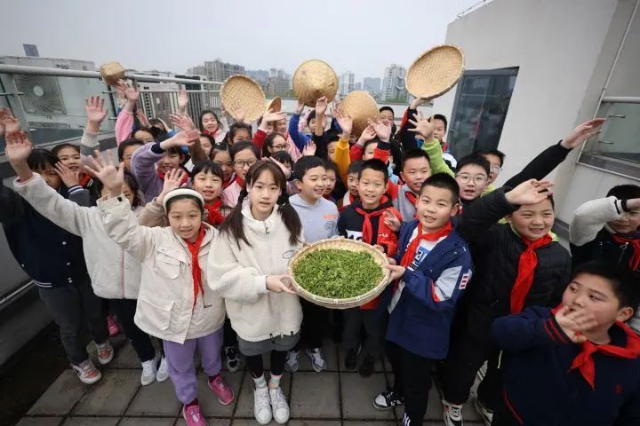 关于杭州一小学楼顶藏着空中茶园！今年能产龙井茶十余斤的消息
