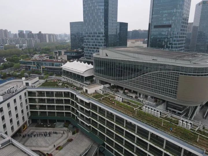 关于杭州一小学楼顶藏着空中茶园！今年能产龙井茶十余斤的消息(1)