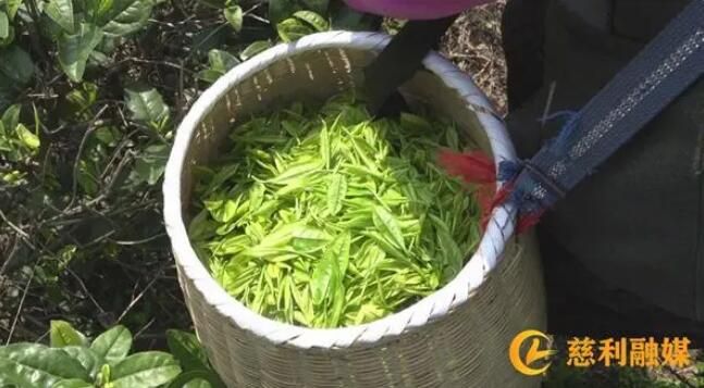 有关于慈利县：茶园飘香采茶忙的新闻(1)