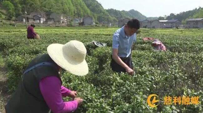 有关于慈利县：茶园飘香采茶忙的新闻(5)