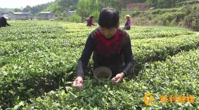 有关于慈利县：茶园飘香采茶忙的新闻(2)