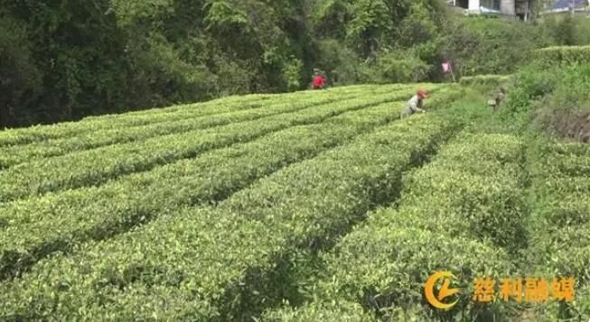 有关于慈利县：茶园飘香采茶忙的新闻(4)