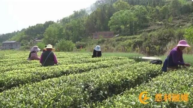 有关于慈利县：茶园飘香采茶忙的新闻