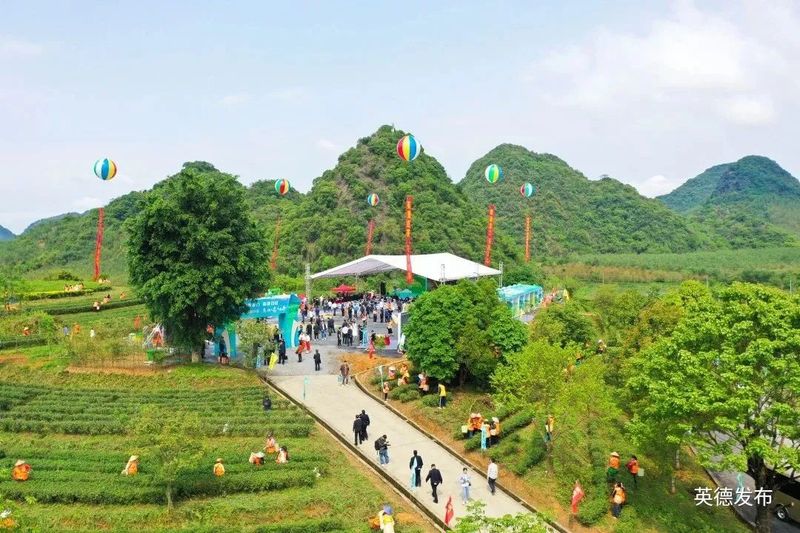 关于奋进茶百亿！英德红茶头采季开幕的资讯