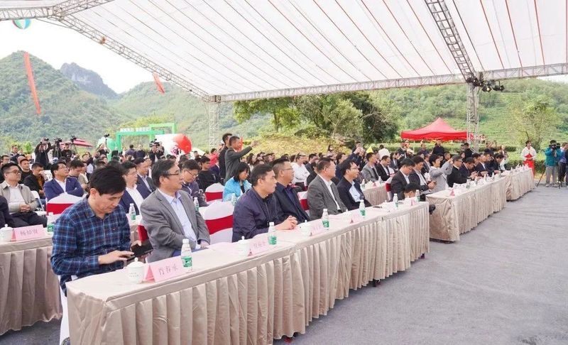 关于奋进茶百亿！英德红茶头采季开幕的资讯(3)