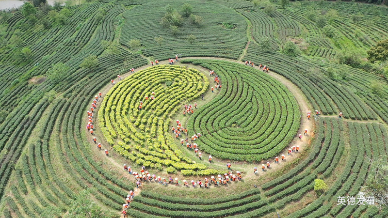 关于奋进茶百亿！英德红茶头采季开幕的资讯(12)