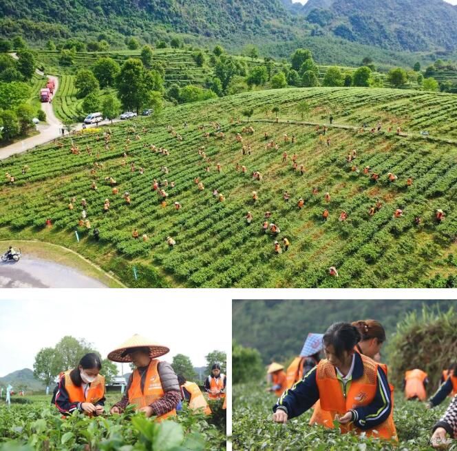 关于奋进茶百亿！英德红茶头采季开幕的资讯(8)