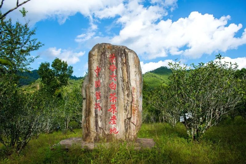 关于“高富帅与白富美”！景谷大白茶未来可期的资讯(1)