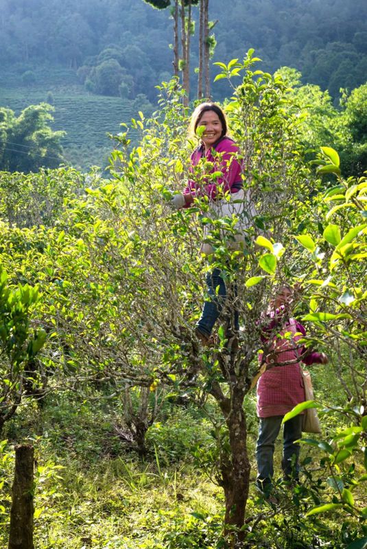 关于“高富帅与白富美”！景谷大白茶未来可期的资讯(2)