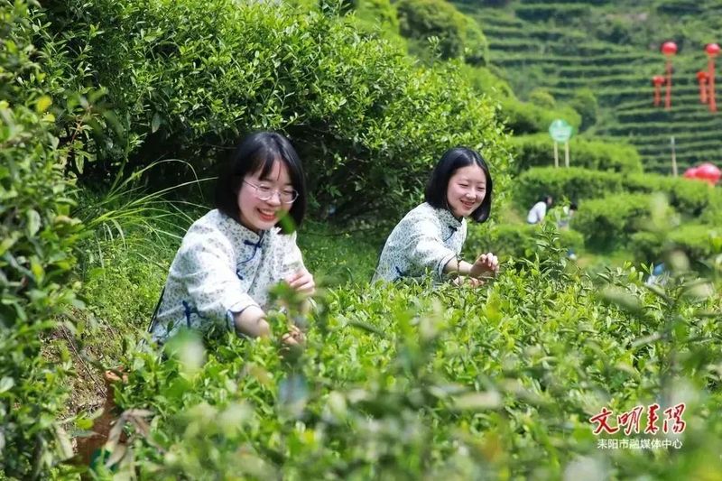 有关于耒阳市“喊山采茶”演绎“指尖芭蕾”的相关信息(1)