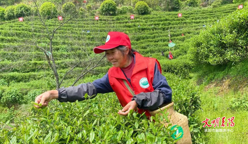 有关于耒阳市“喊山采茶”演绎“指尖芭蕾”的相关信息(3)