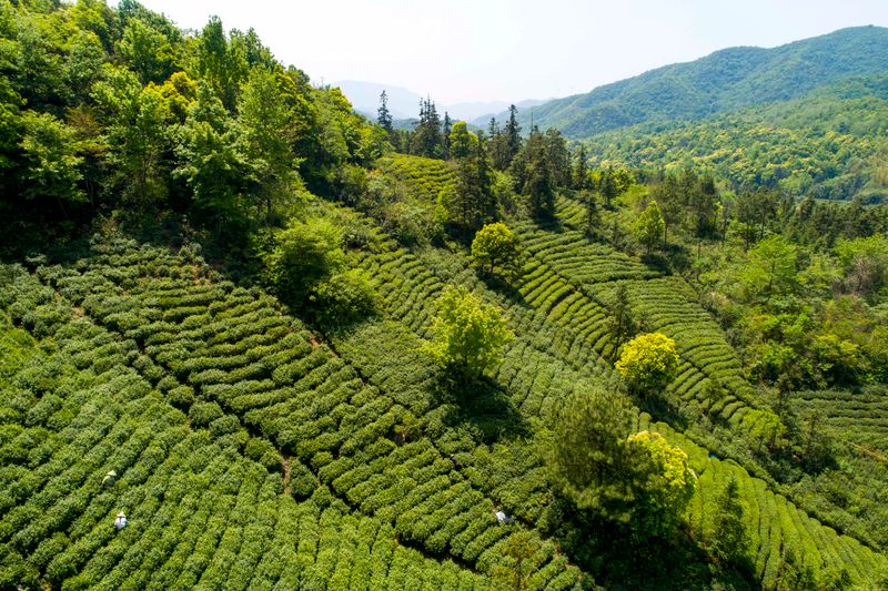 关于人民日报关注湖口春茶开采的资讯(7)