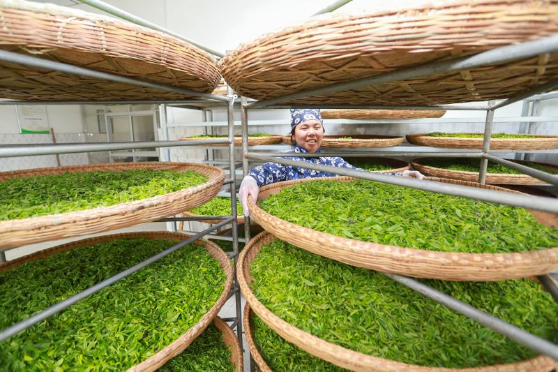 关于人民日报关注湖口春茶开采的资讯(4)