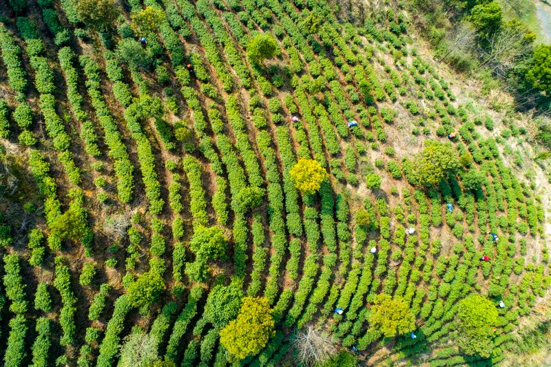 关于人民日报关注湖口春茶开采的资讯(5)