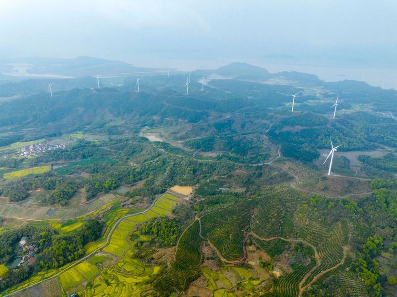 关于人民日报关注湖口春茶开采的资讯(6)