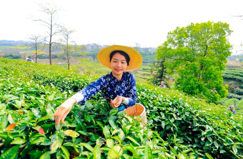 关于人民日报关注湖口春茶开采的资讯(1)